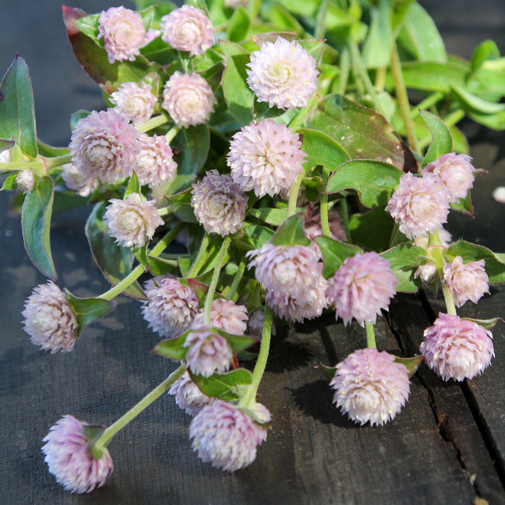 Bluehende Pflanze Kugelamarant - Gomphrena globosa 'QIS Pink' aus der Gartenzauber-Saatgutserie