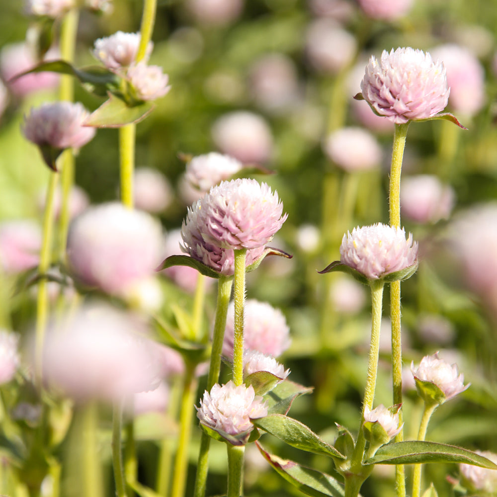 Bluehende Pflanze Kugelamarant - Gomphrena globosa 'QIS Pink' aus der Gartenzauber-Saatgutserie