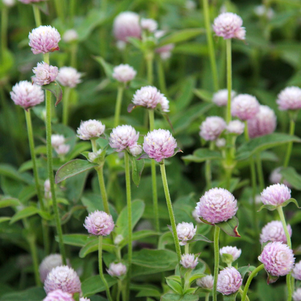 Bluehende Pflanze Kugelamarant - Gomphrena globosa 'QIS Pink' aus der Gartenzauber-Saatgutserie