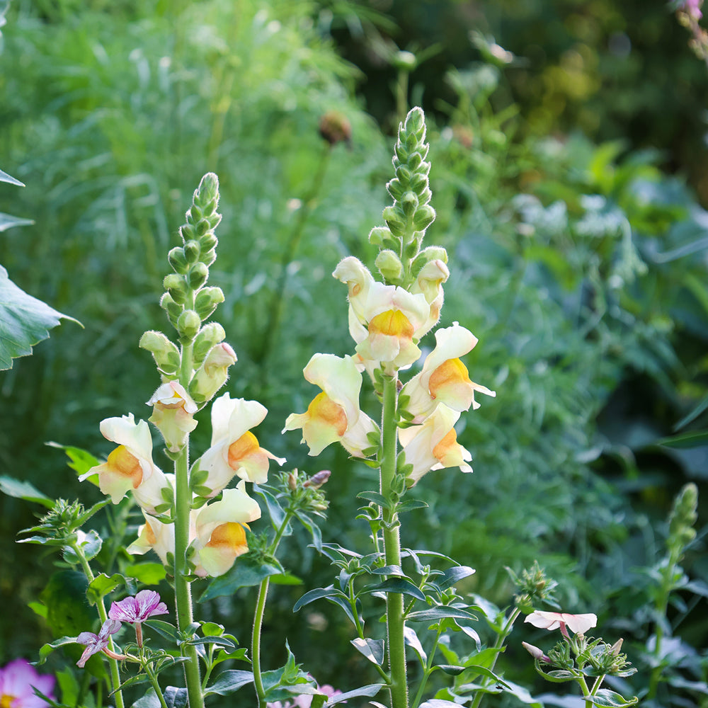 Bluehende Pflanze Loewenmaeulchen  Antirrhinum majus F1‘Costa Apricot‘ aus der Gartenzauber-Saatgutserie