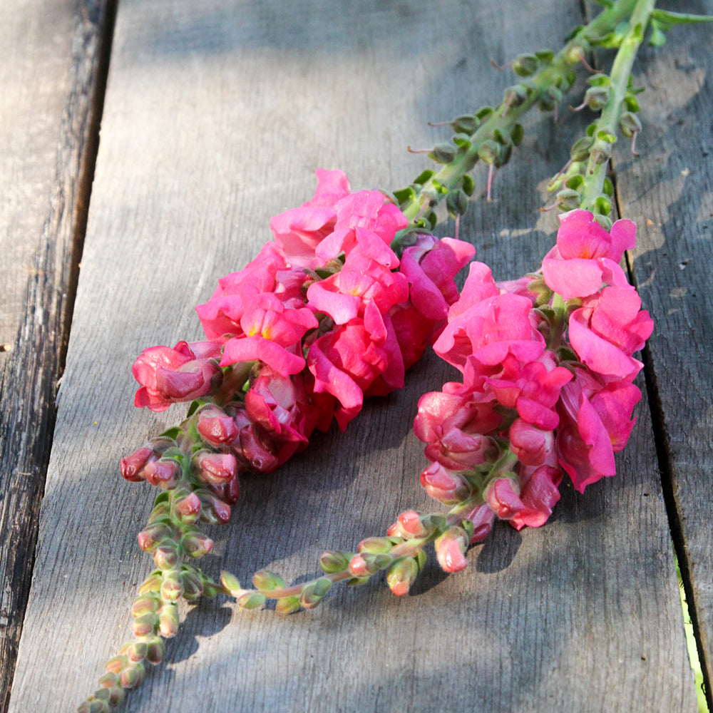 Bluehende Pflanze Loewenmaeulchen - Antirrhinum majus F1 ‘Potomac  Cherry Rose‘ aus der Gartenzauber-Saatgutserie