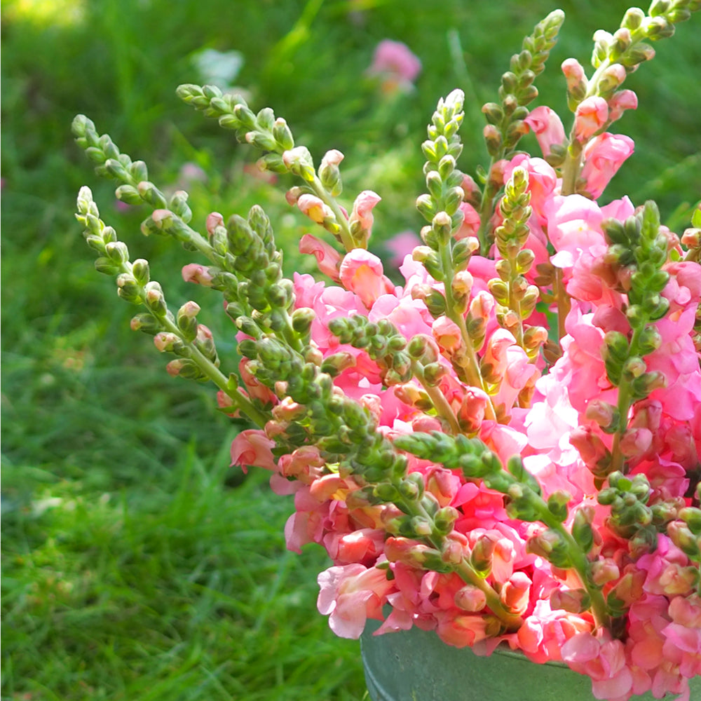 Vorderansicht Saatguttuete Loewenmaeulchen F1 ‘Potomac Early Pink‘  Antirrhinum majus aus der Gartenzauber-Saatgutserie