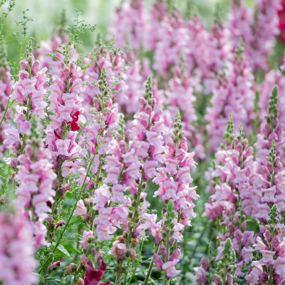 Bluehende Pflanze Antirrhinum majus F1 ‘Potomac Lavender‘ aus der Gartenzauber-Saatgutserie