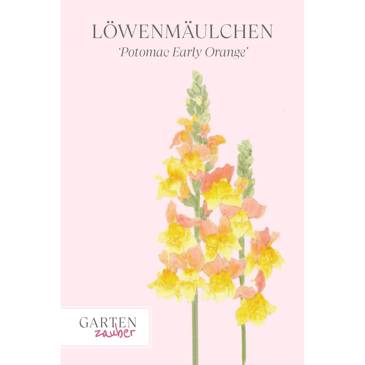 Löwenmäulchen in leuchtendem Orange und Gelb, Sorte 'Potomac Early Orange', vor einem rosa Hintergrund dargestellt.