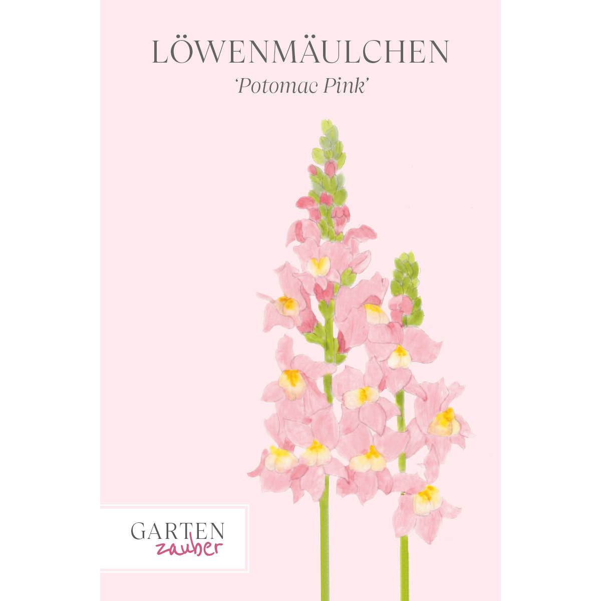 Vorderansicht Saatguttuete Loewenmaeulchen Antirrhinum majus F1 ‘Potomac Pink‘ aus der Gartenzauber-Saatgutserie