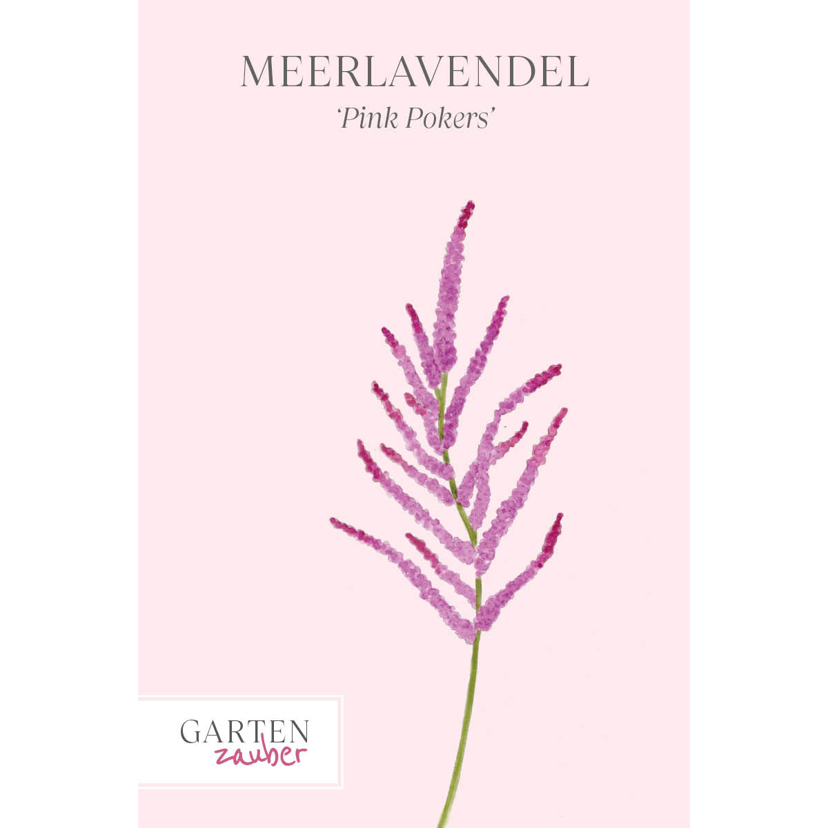 Vorderansicht Saatguttuete  Meerlavendel-  Limonium suworowii 'Pink Pokers'  aus der Gartenzauber-Saatgutserie