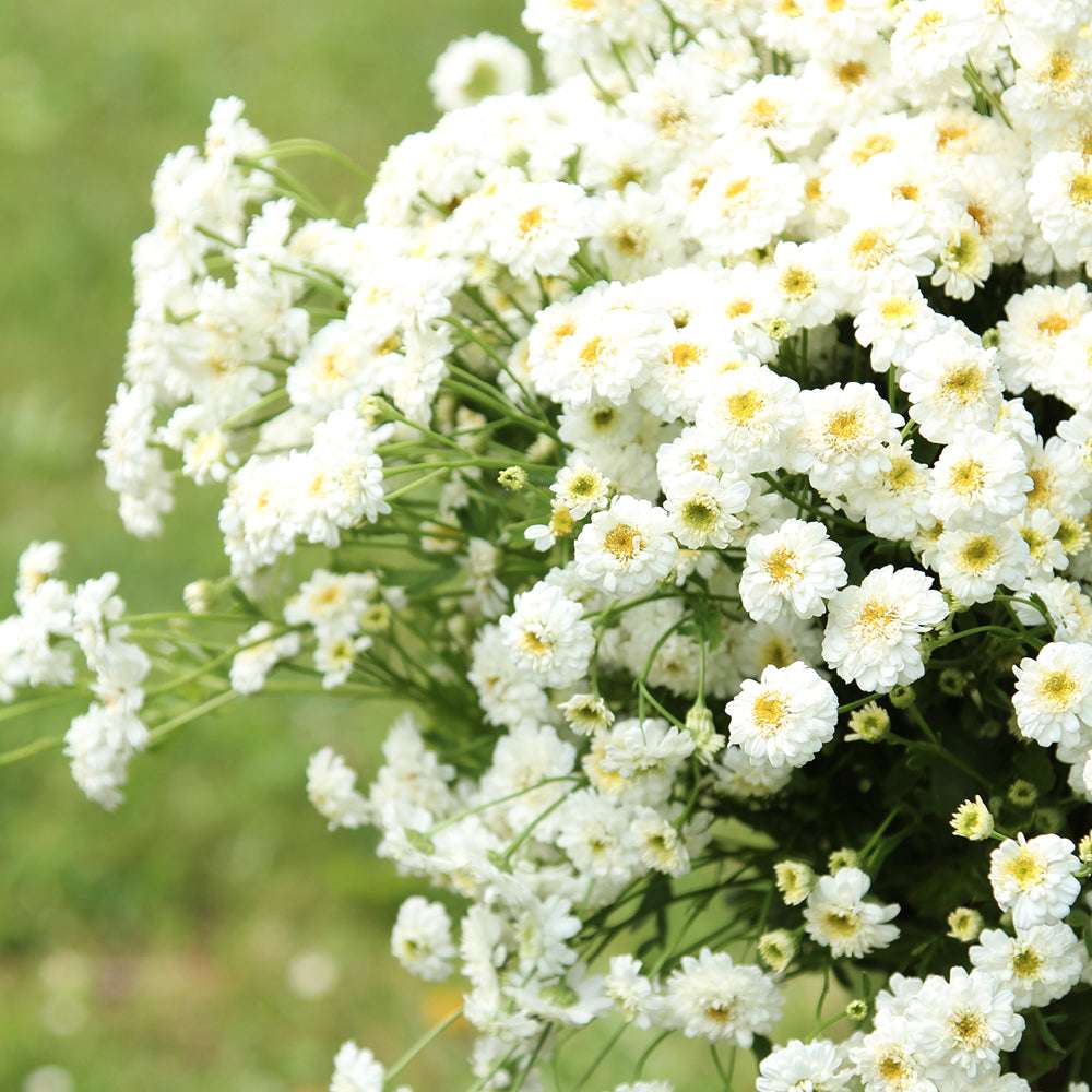 Bluehende Pflanze Mutterkraut - Chrysanthemum parthenium `Tetra White` aus der Gartenzauber-Saatgutserie