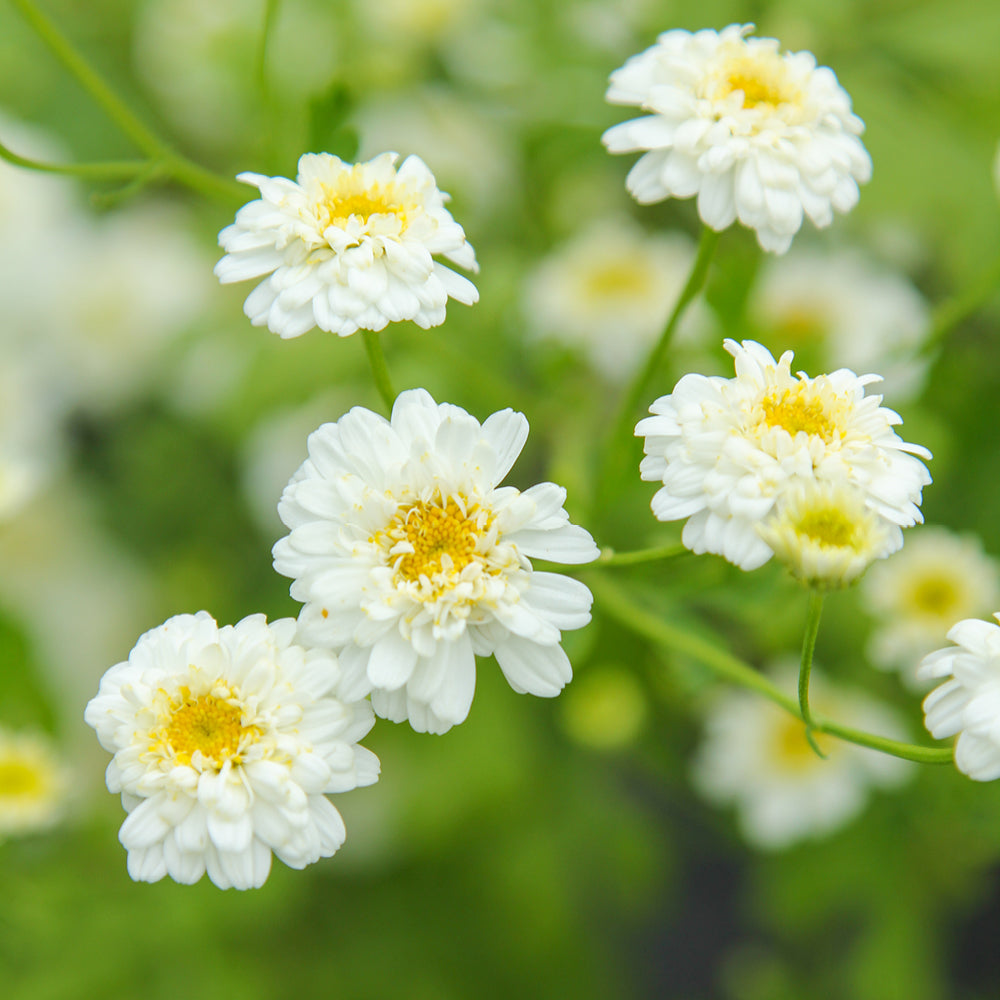 Bluehende Pflanze Mutterkraut - Chrysanthemum parthenium `Tetra White` aus der Gartenzauber-Saatgutserie