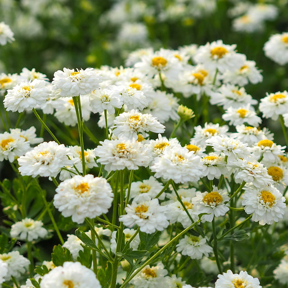 Bluehende Pflanze Mutterkraut - Chrysanthemum parthenium `Tetra White` aus der Gartenzauber-Saatgutserie
