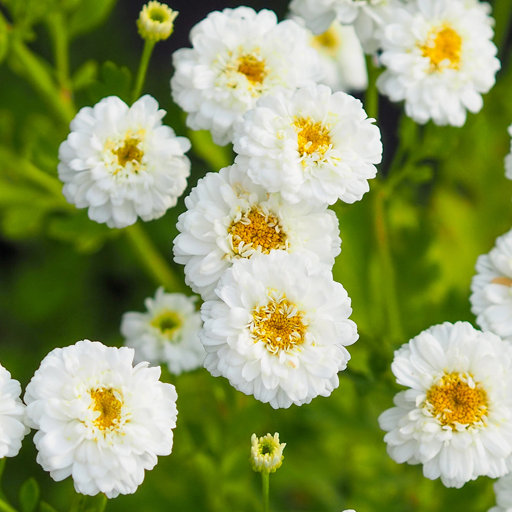 Bluehende Pflanze Mutterkraut - Chrysanthemum parthenium `Tetra White` aus der Gartenzauber-Saatgutserie