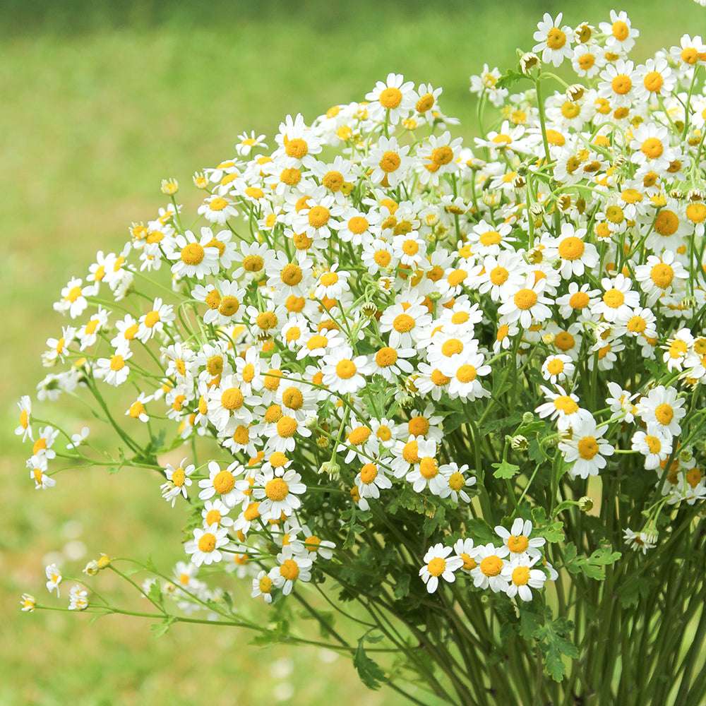 Bluehende Pflanze Mutterkraut - Chrysanthemum parthenium `Vegmo Single` aus der Gartenzauber-Saatgutserie als Strauß