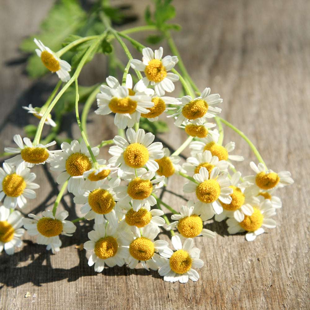 Bluehende Pflanze Mutterkraut - Chrysanthemum parthenium `Vegmo Single` aus der Gartenzauber-Saatgutserie