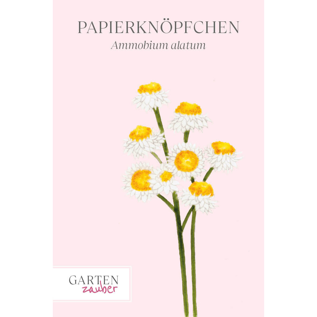Vorderansicht Saatguttuete Papierknoepfchen - Ammobium alatumaus der Gartenzauber-Saatgutserie