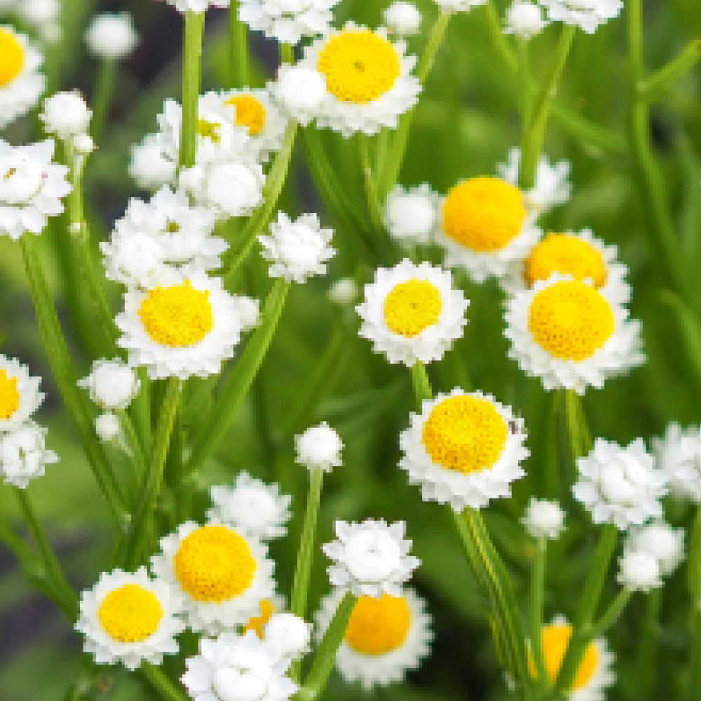Bluehende Pflanze Papierknoepfchen - Ammobium alatum aus der Gartenzauber-Saatgutserie