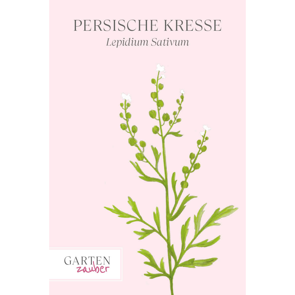 ansicht-der-bluehenden-pflanze-persische-kresse-lepidium-sativum-aus-der-gartenzauber-saatgutserie