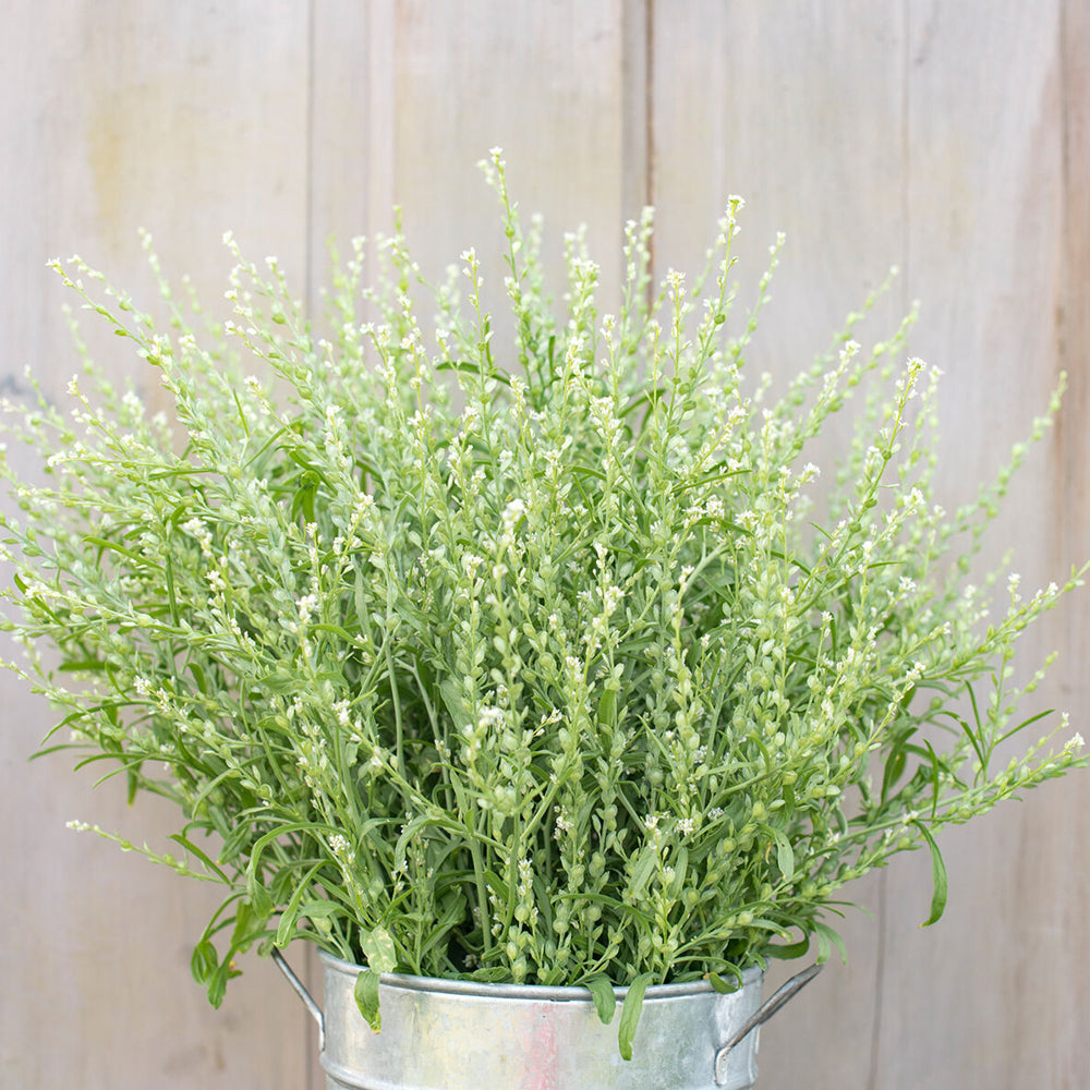 ansicht-der-bluehenden-pflanze-persische-kresse-lepidium-sativum-aus-der-gartenzauber-saatgutserie
