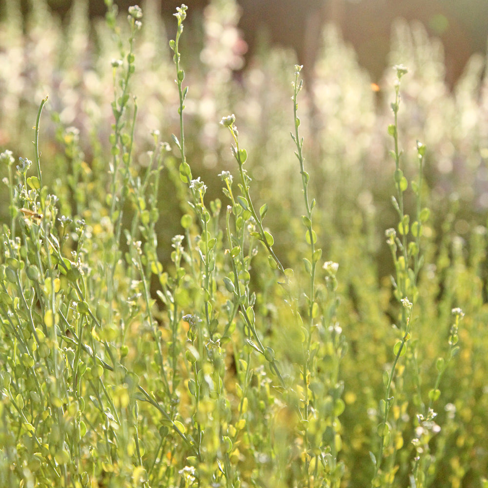 ansicht-der-bluehenden-pflanze-persische-kresse-lepidium-sativum-aus-der-gartenzauber-saatgutserie
