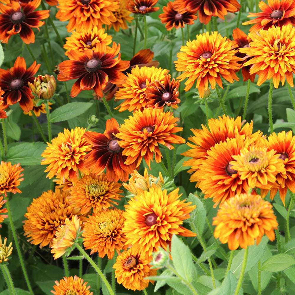 Bluehende Pflanze Rauer Sonnenhut - Rudbeckia hirta 'Cherokee Sunset Mix' aus der Gartenzauber-Saatgutserie