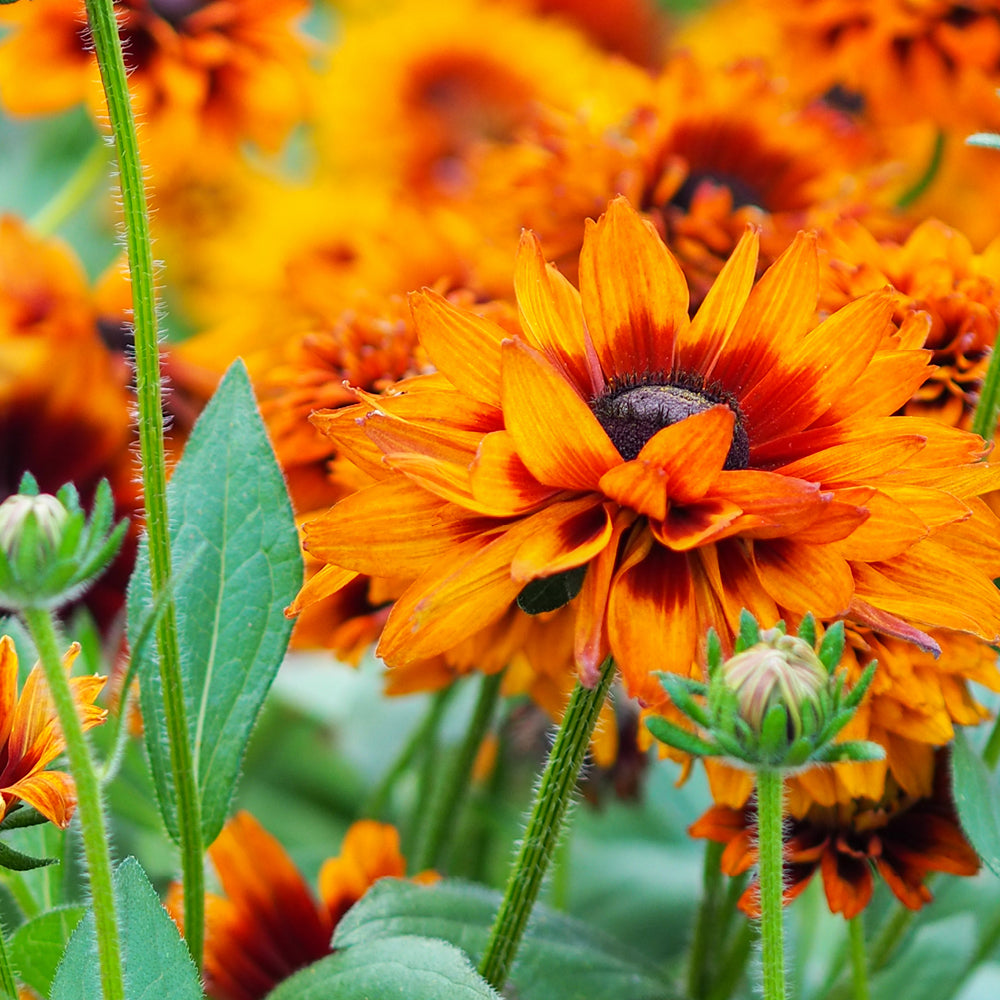 Bluehende Pflanze Rauer Sonnenhut - Rudbeckia hirta 'Cherokee Sunset Mix' aus der Gartenzauber-Saatgutserie