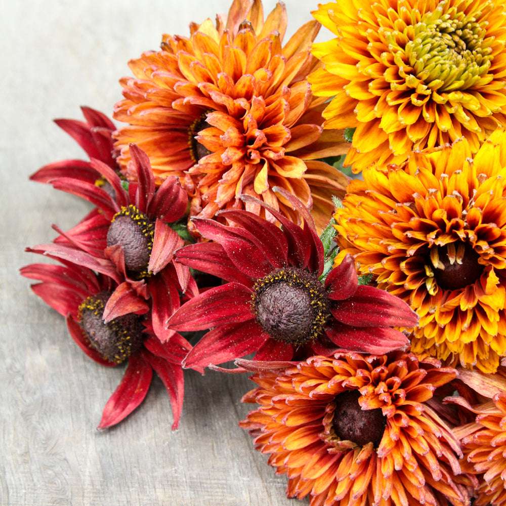 Bluehende Pflanze Rauer Sonnenhut - Rudbeckia hirta 'Cherokee Sunset Mix' aus der Gartenzauber-Saatgutserie