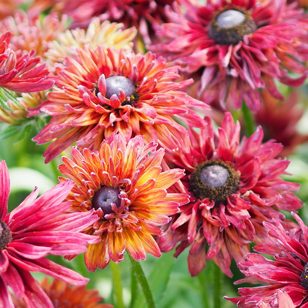 Bluehende Pflanze Rauer Sonnenhut - Rudbeckia hirta 'Cherry Brandy' aus der Gartenzauber-Saatgutserie