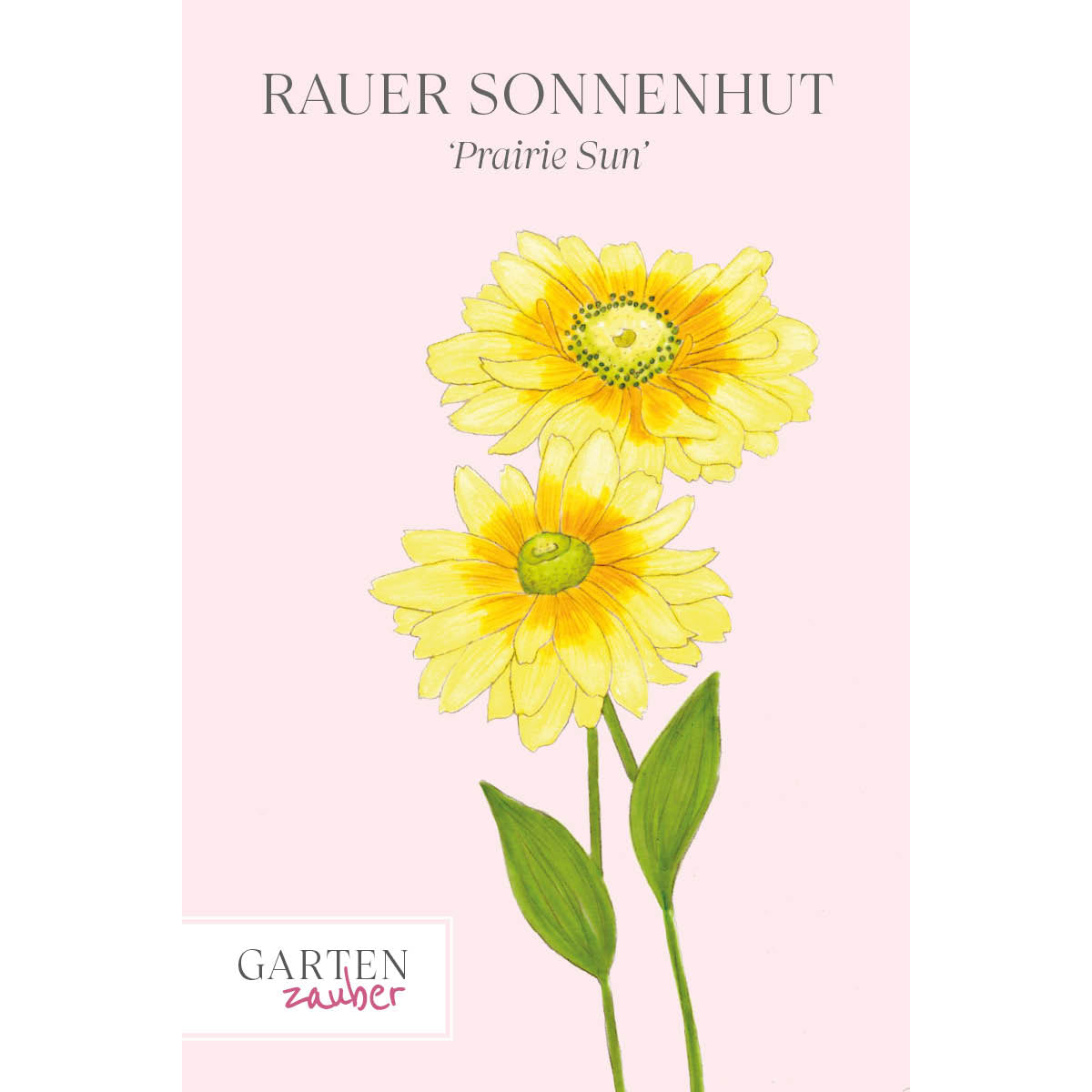 Vorderansicht Saatguttuete  Rauer Sonnenhut - Rudbeckia hirta 'Prairie Sun' aus der Gartenzauber-Saatgutserie