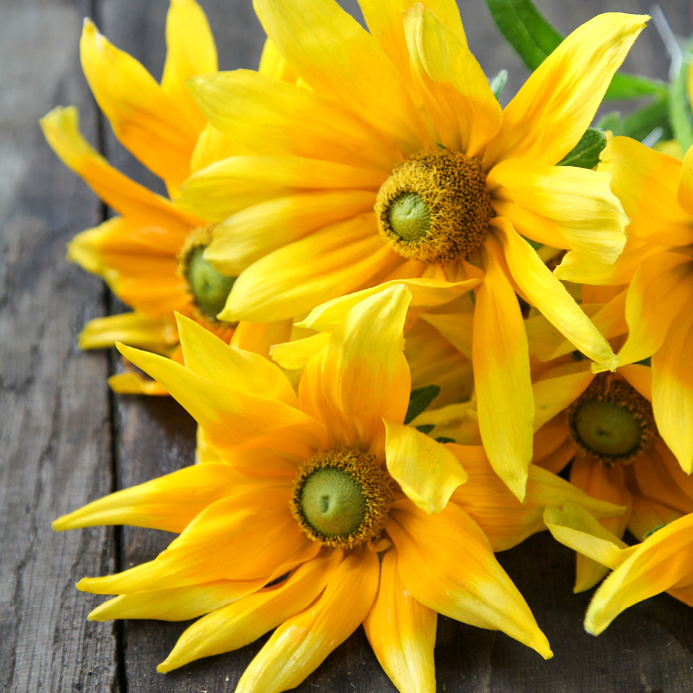 Bluehende Pflanze Rauer Sonnenhut - Rudbeckia hirta 'Prairie Sun' aus der Gartenzauber-Saatgutserie