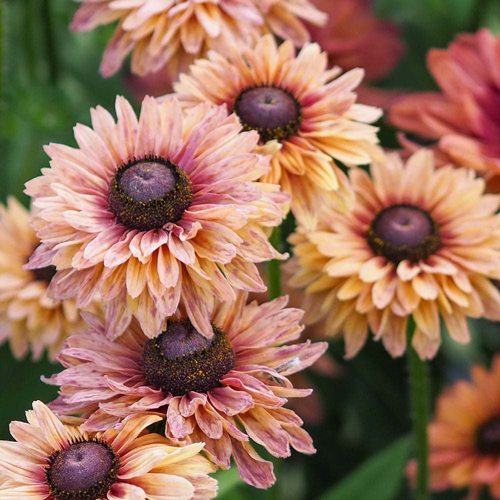 Bluehende Pflanze Rauer Sonnenhut - Rudbeckia hirta 'Sahara' aus der Gartenzauber-Saatgutserie