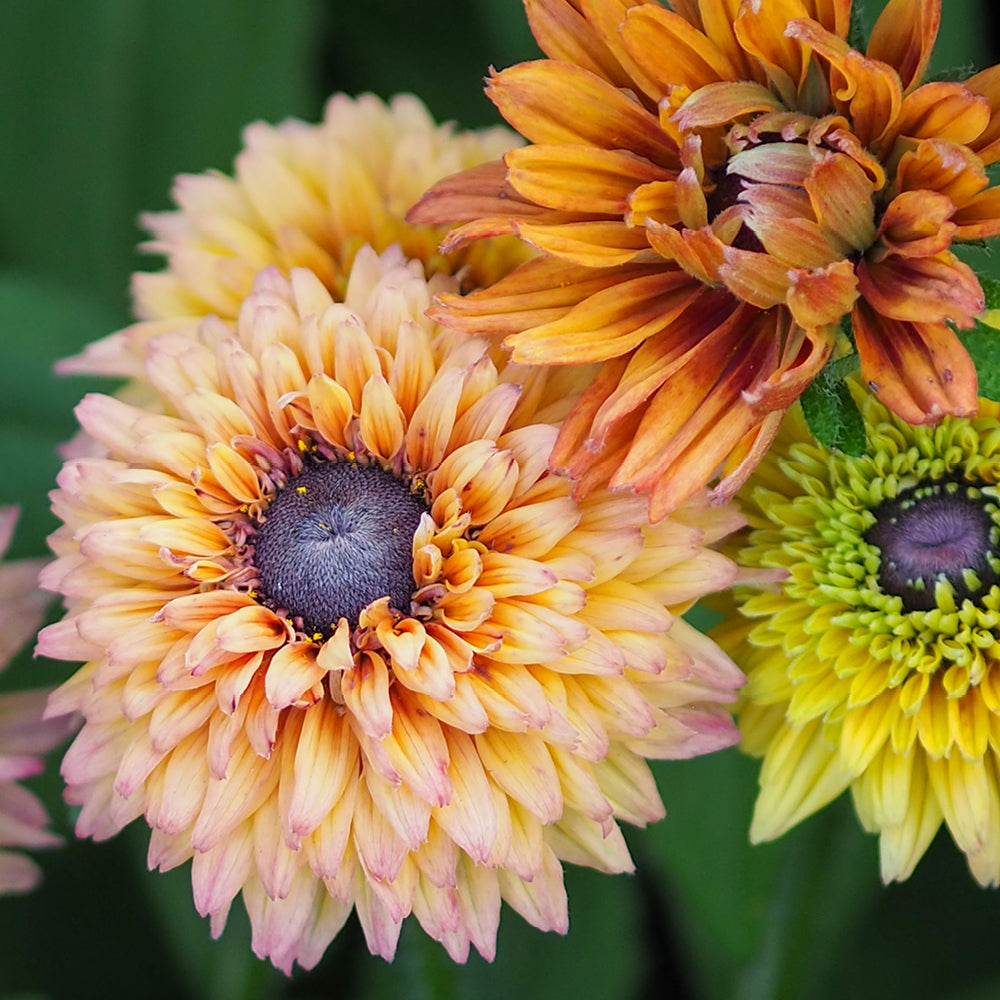 Bluehende Pflanze Rauer Sonnenhut - Rudbeckia hirta 'Sahara' aus der Gartenzauber-Saatgutserie