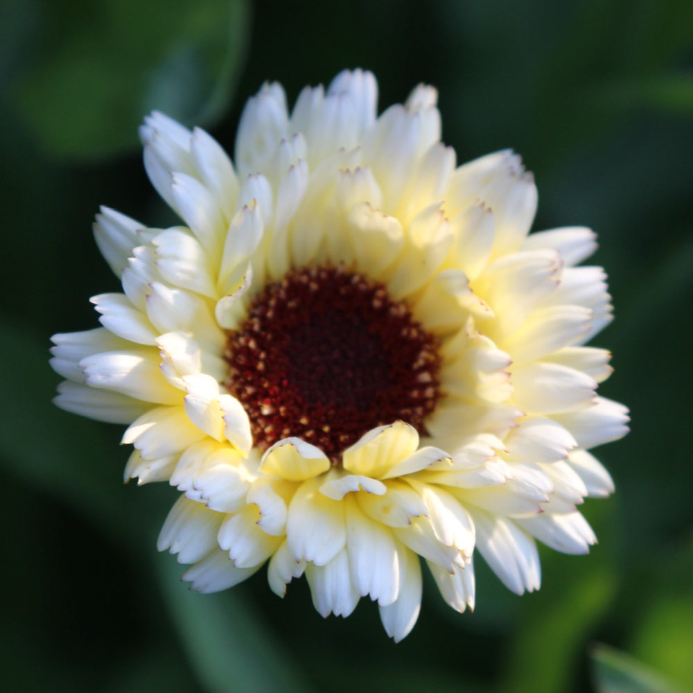 Bluehende Pflanze Ringelblume - Calendula officinalis `Ivory Princess`aus der Gartenzauber-Saatgutserie