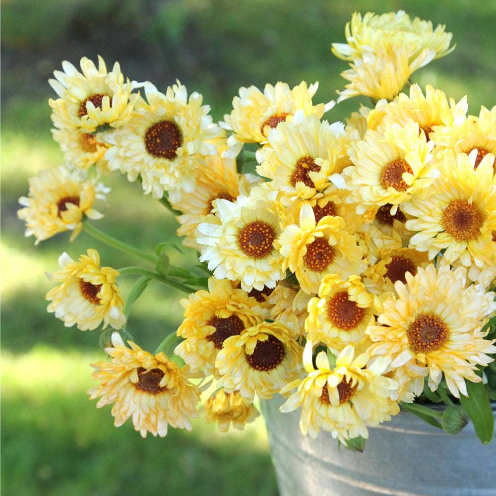 Bluehende Pflanze Ringelblume `Pazific Apricot Beauty` Calendula officinalis aus der Gartenzauber-Saatgutserie im Zinkeimer