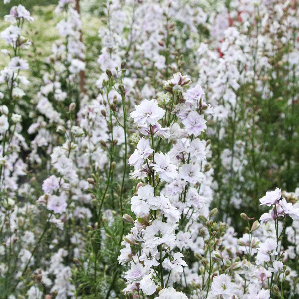 Bluehende Pflanze Feldrittersporn - Delphinium consolida `QIS Fancy Smokey eyes` aus der Gartenzauber-Saatgutserie