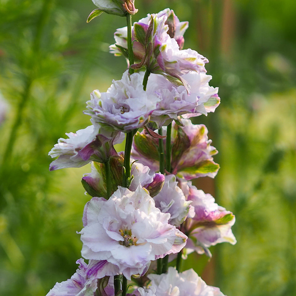 Bluehende Pflanze Feldrittersporn - Delphinium consolida `QIS Fancy Smokey eyes` aus der Gartenzauber-Saatgutserie