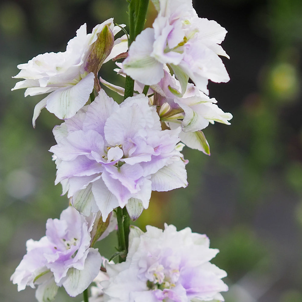 Bluehende Pflanze Feldrittersporn - Delphinium consolida `QIS Fancy Smokey eyes` aus der Gartenzauber-Saatgutserie