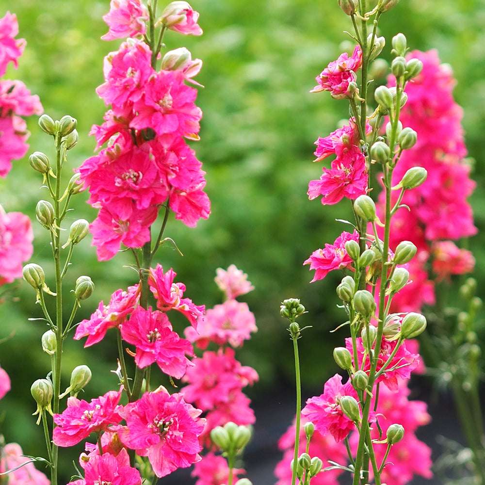 Bluehende Pflanze FELDRITTERSPORN - Delphinium consolida `QIS Carmine` aus der Gartenzauber-Saatgutserie