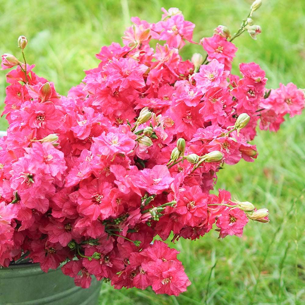 Bluehende Pflanze FELDRITTERSPORN - Delphinium consolida `QIS Carmine` aus der Gartenzauber-Saatgutserie als Strauß in einem Zinkeimer