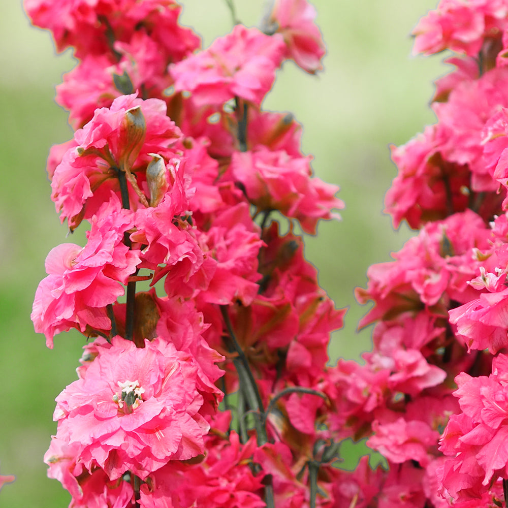Bluehende Pflanze FELDRITTERSPORN - Delphinium consolida `QIS Carmine` aus der Gartenzauber-Saatgutserie