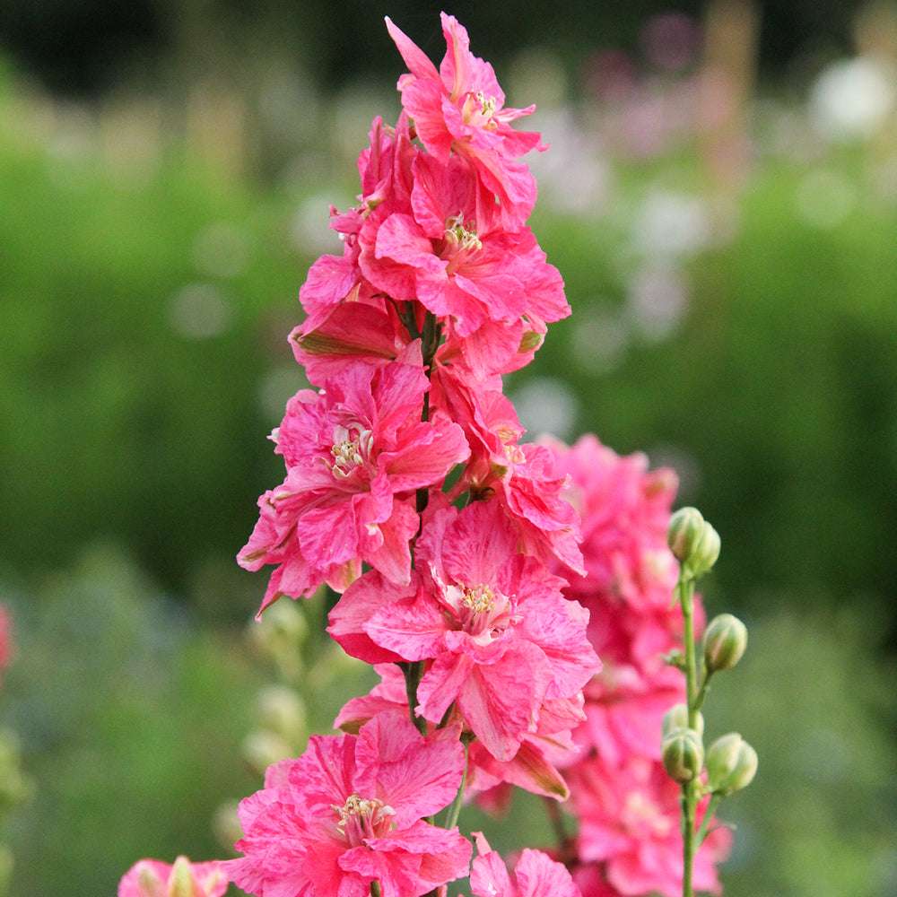 Bluehende Pflanze FELDRITTERSPORN - Delphinium consolida `QIS Carmine` aus der Gartenzauber-Saatgutserie