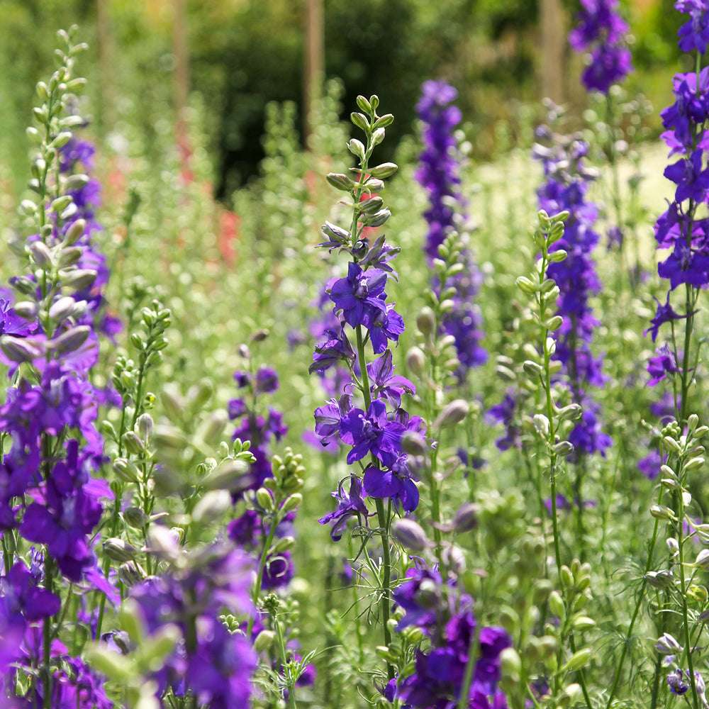 Bluehende Pflanze Feldrittersporn - Delphinium consolida `QIS Dark Blue` aus der Gartenzauber-Saatgutserie