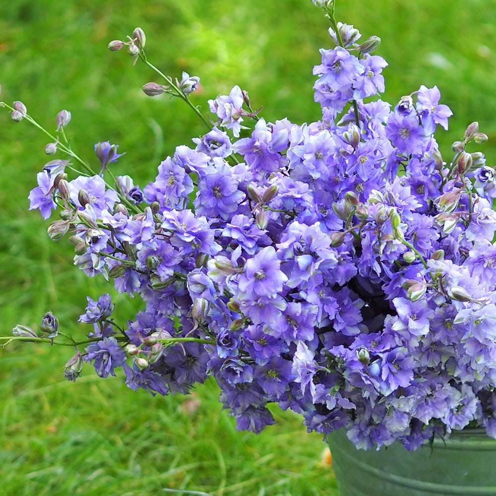 Bluehende Pflanze Feldrittersporn - Delphinium consolida `QIS Light Blue` aus der Gartenzauber-Saatgutserie als Strauß in einem Gefaeß