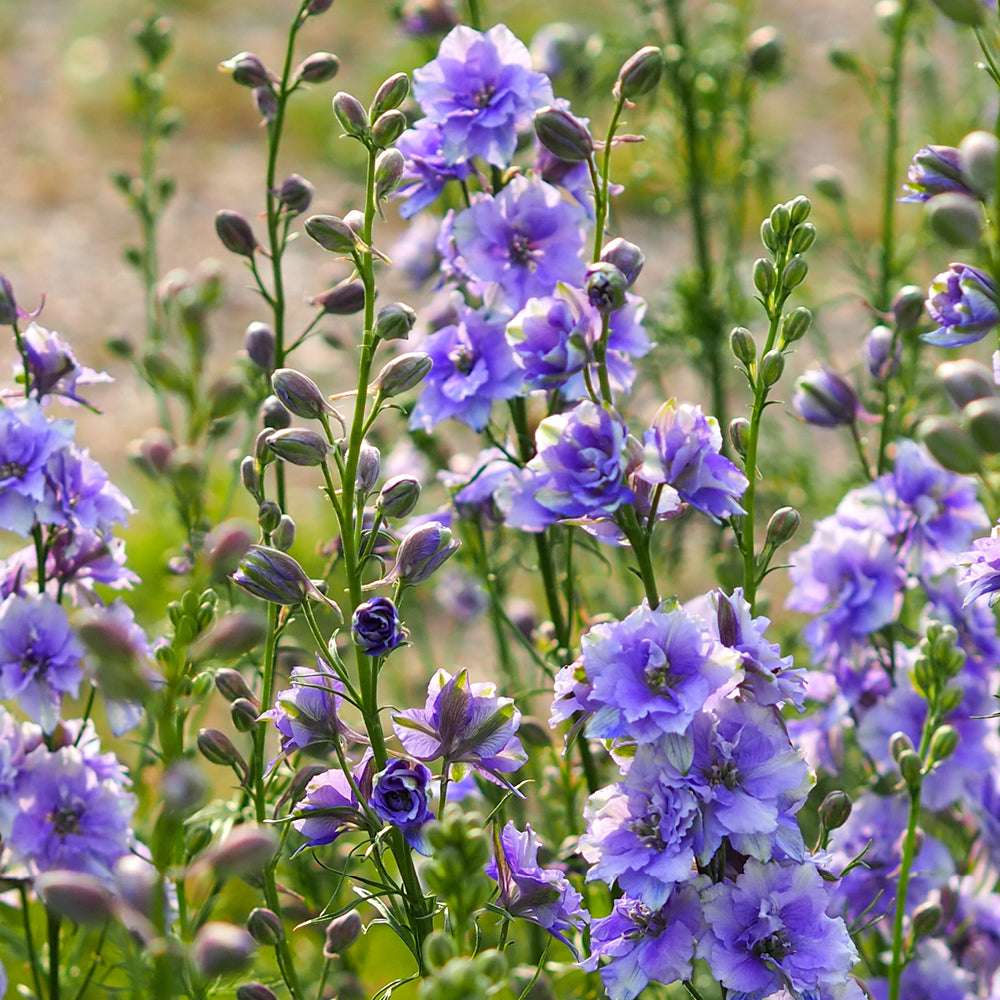Bluehende Pflanze Feldrittersporn - Delphinium consolida `QIS Light Blue` aus der Gartenzauber-Saatgutserie