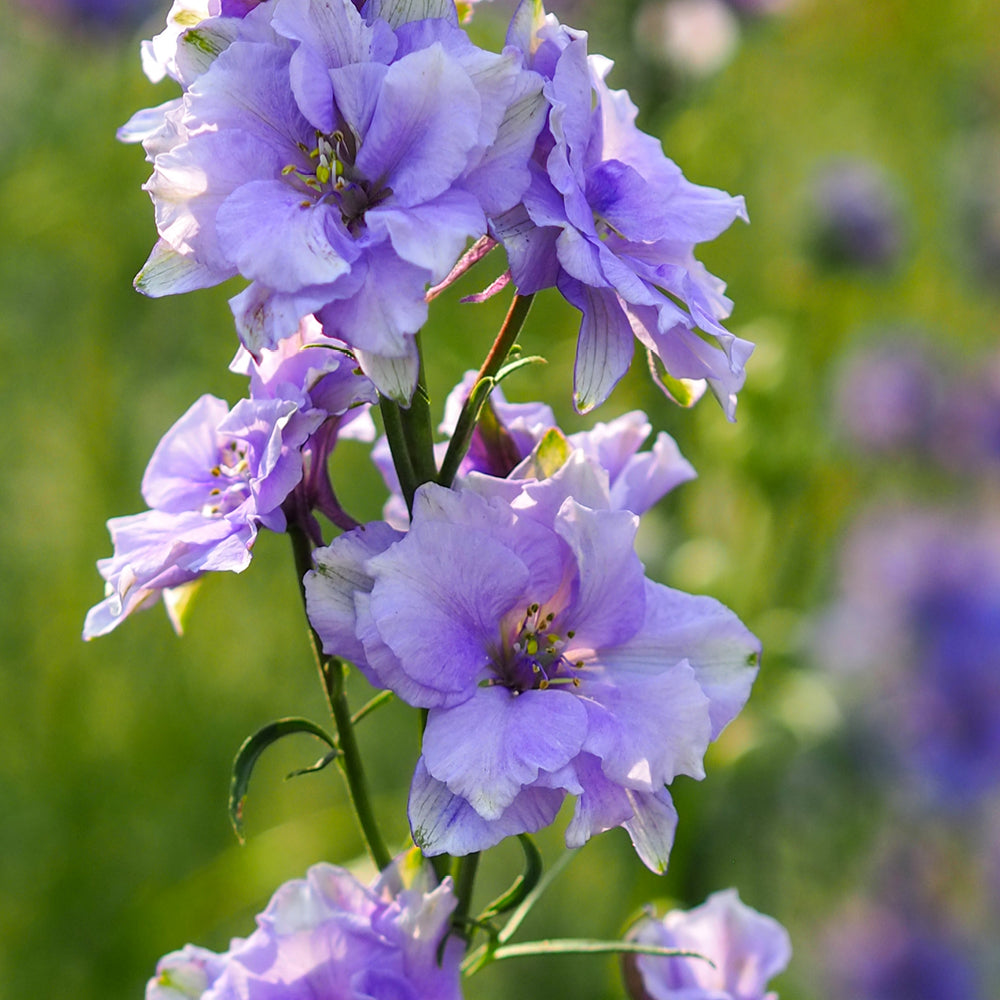 Bluehende Pflanze Feldrittersporn - Delphinium consolida `QIS Light Blue` aus der Gartenzauber-Saatgutserie