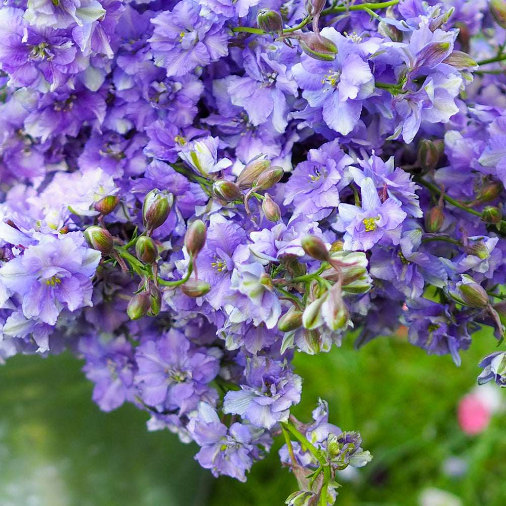 Bluehende Pflanze Feldrittersporn - Delphinium consolida `QIS Light Blue` aus der Gartenzauber-Saatgutserie