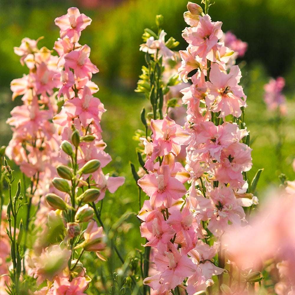 Bluehende Pflanze Feldrittersporn - Delphinium consolida `QIS Light Pink`  aus der Gartenzauber-Saatgutserie
