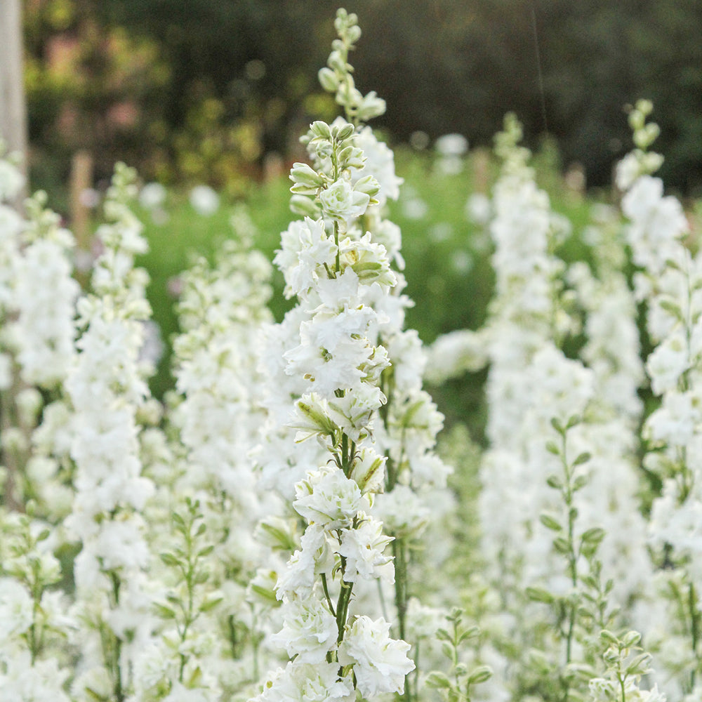Bluehende Pflanze Feldrittersporn - Delphinium consolida `QIS White` aus der Gartenzauber-Saatgutserie
