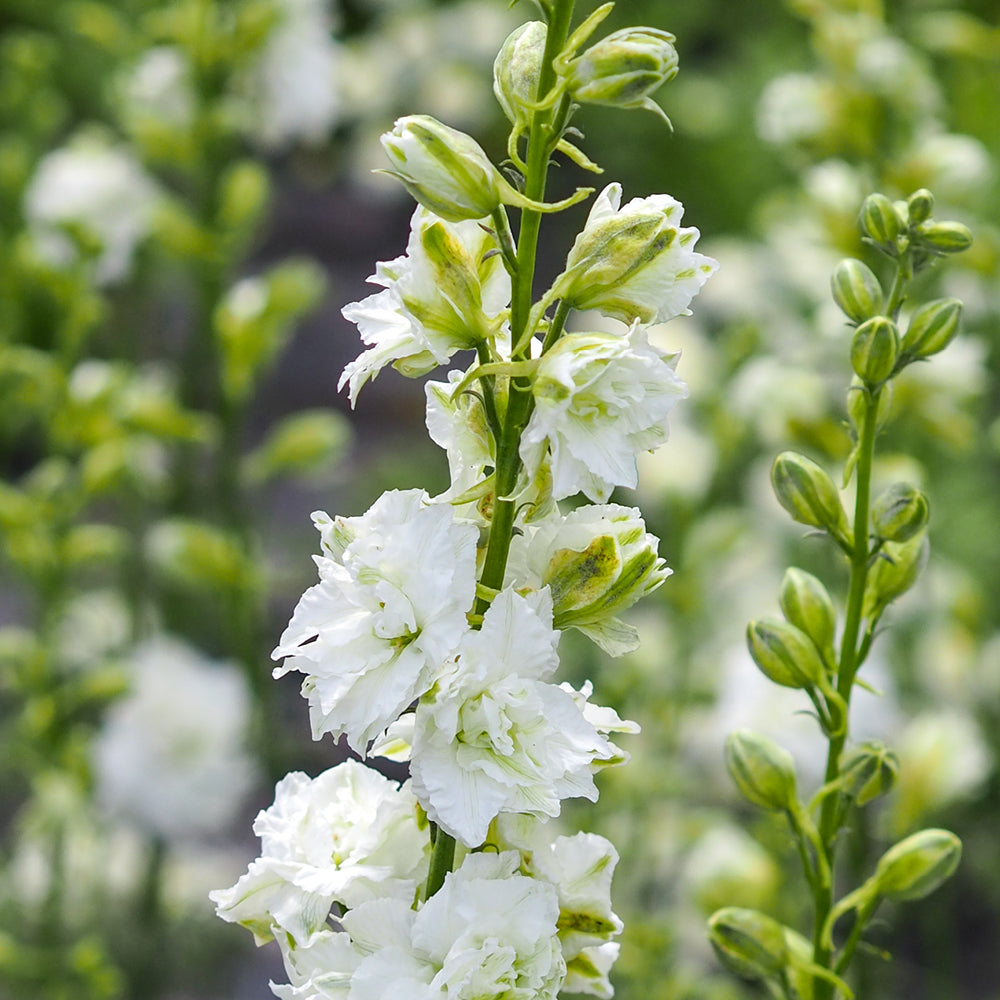 Bluehende Pflanze Feldrittersporn - Delphinium consolida `QIS White` aus der Gartenzauber-Saatgutserie