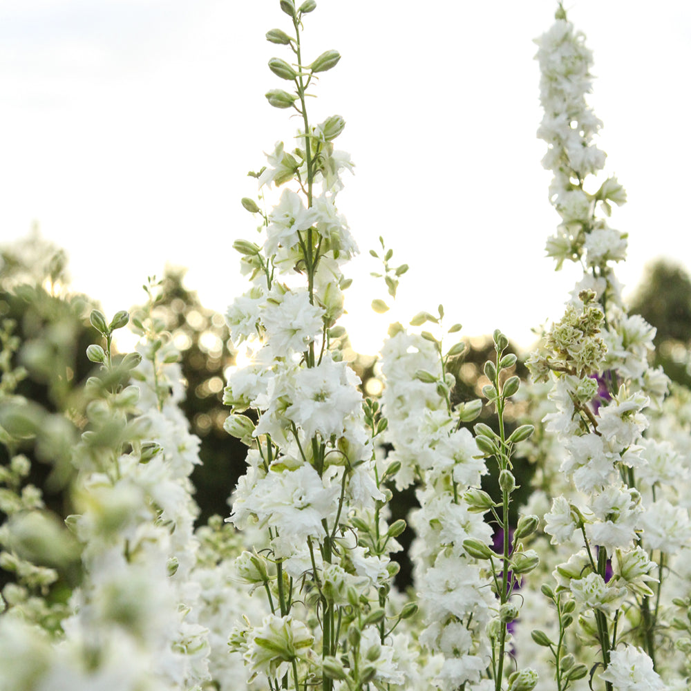 Bluehende Pflanze Feldrittersporn - Delphinium consolida `QIS White` aus der Gartenzauber-Saatgutserie