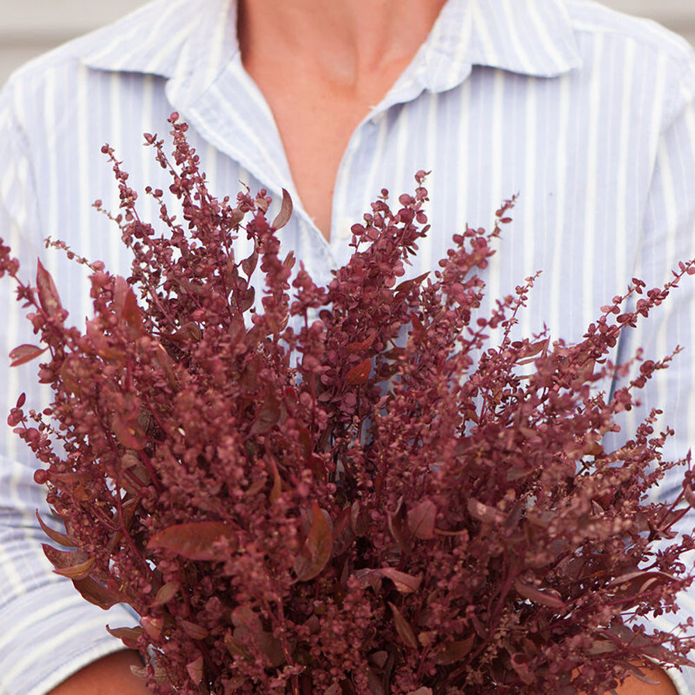 Bluehende Pflanze Gartenmelde ‘Red Plume‘ Artiplex hortensis aus der Gartenzauber-Saatgutserie. als Strauß gehalten
