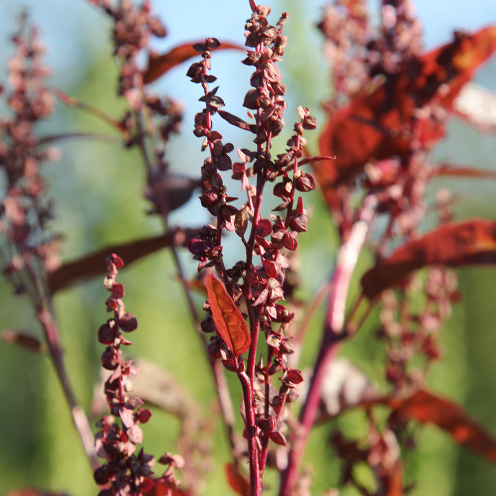 Bluehende Pflanze Gartenmelde ‘Red Plume‘ Artiplex hortensis aus der Gartenzauber-Saatgutserie.