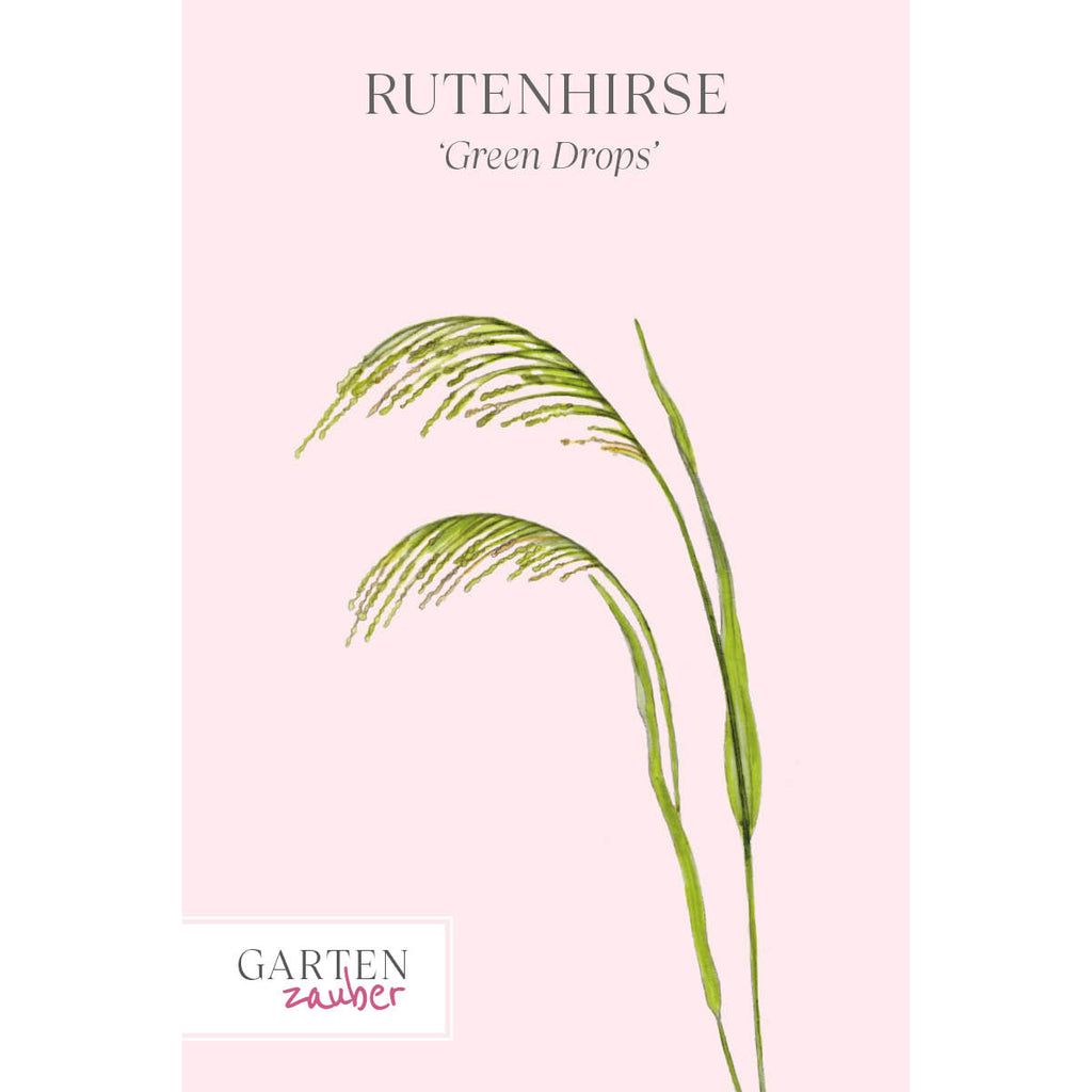 Vorderansicht Saatguttuete  Rutenhirse - Panicum violaceum 'Green Drops' aus der Gartenzauber-Saatgutserie